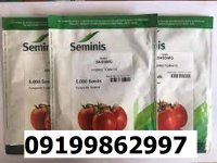 بذر گوجه فرنگی باسیمو اصل در اهواز در گروه خرید و فروش گوجه فرنگی در یکمیوه