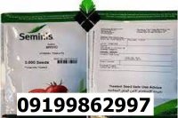 بذر کوجه فرنگی بریویو اصل در مشهد در گروه خرید و فروش گوجه فرنگی در یکمیوه