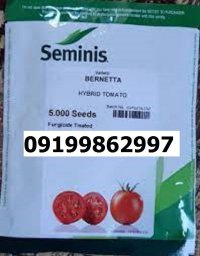 بذر گوجه فرنگی برنتا اصل در گروه خرید و فروش بذر گوجه در یکمیوه