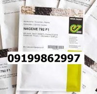 بذر خیار ناگین اصل در شیراز در گروه خرید و فروش بذر خیار در یکمیوه