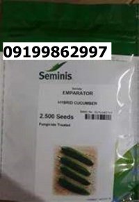 بذر خیار امپراطور اصل در کرج در گروه خرید و فروش بذر خیار در یکمیوه