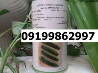 بذر خیار رویال در گروه خرید و فروش بذر خیار در یکمیوه