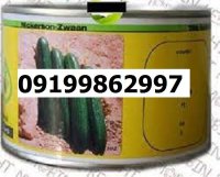 بذر خیار سوپرینا اصل در گروه خرید و فروش بذر خیار در یکمیوه