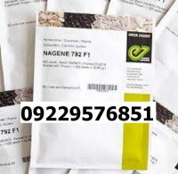 بذر خیار ناگین اصل در گروه خرید و فروش بذر خیار در یکمیوه