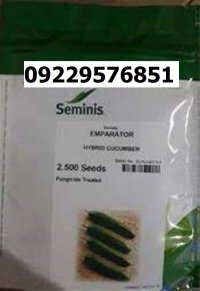 بذر خیار امپراطور اصل در اهواز در گروه خرید و فروش بذر خیار در یکمیوه