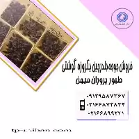 خرید جوجه بلدرچین سفید اصلاح نژاد در گروه مرغ و خروس و بوقلمون و اردک قو قاز در یکمیوه