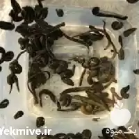 آموزش پرورش زالو با اعطای مدرک در گروه دوره آموزش کشاورزی در یکمیوه