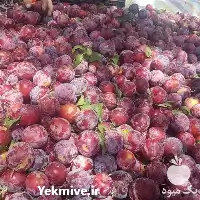 قیمت خرید نهال آلو مراغه در آذربایجان غربی در گروه خرید و فروش نهال در یکمیوه