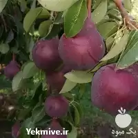 فروش نهال گلابی رد آنجو ایتالیایی در سیستان و بلوچستان در گروه خرید و فروش نهال گلابی در یکمیوه