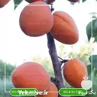 خرید نهال زردآلو پرتقالی در آذربایجان غربی در گروه خرید و فروش نهال در یکمیوه