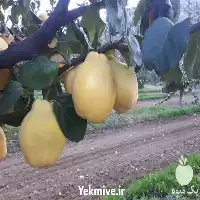 فروش نهال به شرکت یاشیل فیدان در آذربایجان غربی در گروه خرید و فروش نهال به در یکمیوه