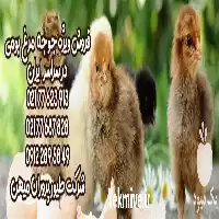 مرغ 5 ماهه و 6 ماهه محلی آماده تخم در تهران در گروه مرغ و خروس و بوقلمون و اردک قو قاز در یکمیوه