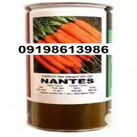 بذر هویج نانتس پرفروش اصل در خوزستان در گروه خرید و فروش بذر هویج در یکمیوه
