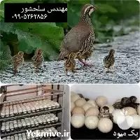 فروش تخم نطفه دار کبک در گروه انواع تخم ها در یکمیوه