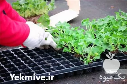 قیمت خرید سینی نشاء در گروه خرید و فروش نشا در یکمیوه -عکس1