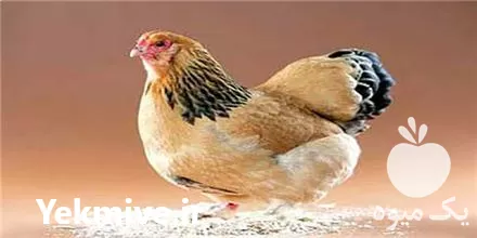 مرغ بومی مرغ تخمگذار مرغ بومی در ارومیه در گروه مرغ و خروس و بوقلمون و اردک قو قاز در یکمیوه -عکس1