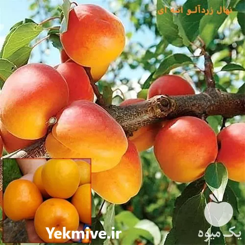 فروش نهال زردآلو درجه یک در گروه خرید و فروش نهال در یکمیوه -عکس1
