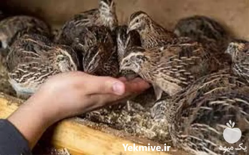 آموزش پرورش بلدرچین در تهران در گروه دوره آموزش کشاورزی در یکمیوه -عکس1