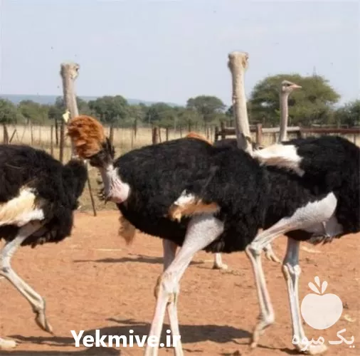 دوره آموزش پرورش شتر مرغ در تهران در گروه دوره آموزش کشاورزی در یکمیوه -عکس1