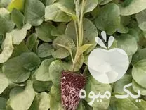 خرید نشا بادمجان گالین اف یک در مرودشت در گروه خرید و فروش نشا در یکمیوه -عکس1