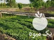 قیمت خرید نشا عالی بادمجان در قزوین در گروه خرید و فروش نشا در یکمیوه -عکس1