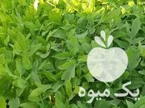 نشاء  گوجه  بادمجان  فلفل در بوئین زهرا در گروه خرید و فروش نشا در یکمیوه -عکس1