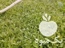 فروش نشا گوجه بادمجان فلفل در قزوین در گروه خرید و فروش نشا در یکمیوه -عکس1