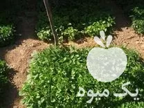 فروش نهال گوجه بادمجان و فلفل در بوئین زهرا در گروه خرید و فروش نشا در یکمیوه -عکس1