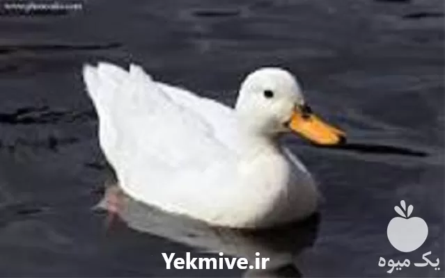 آموزش تخصصی پرورش اردک با مدرک در تهران در گروه دوره آموزش کشاورزی در یکمیوه -عکس1