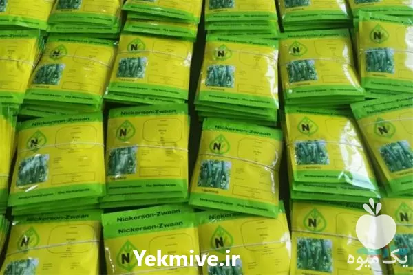 خرید بذر خیار گلخانه ای کیهان در خراسان رضوی در گروه خرید و فروش بذر خیار در یکمیوه -عکس1