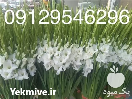 قیمت خرید گل گلایل در گروه خرید و فروش گیاهان زینتی در یکمیوه -عکس1