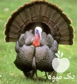 قیمت خرید جوجه بوقلمون در گروه مرغ و خروس و بوقلمون و اردک قو قاز در یکمیوه -عکس1