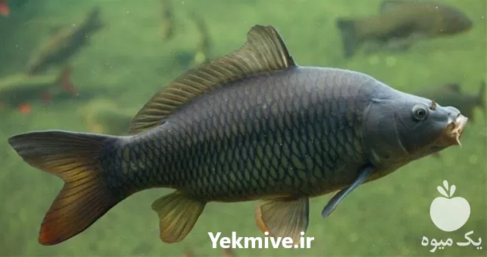 قیمت خرید پرورش بچه ماهی کپور در گروه خرید و فروش بچه ماهی در یکمیوه -عکس1