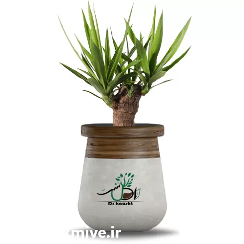 فروش گیاه یوکا تنه دار در کرج در گروه خرید و فروش گیاهان زینتی در یکمیوه -عکس1