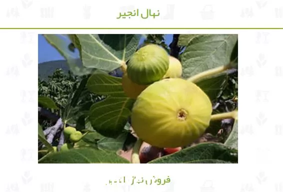 قیمت خرید نهال انجیر در اصفهان در گروه خرید و فروش نهال در یکمیوه -عکس1