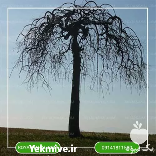 خرید نهال زرد آلو مجنون در گروه خرید و فروش نهال در یکمیوه -عکس1