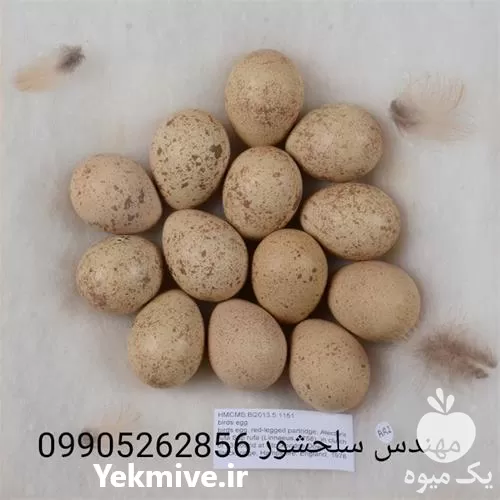 قیمت خرید تخم کبک خوراکی در آذربایجان شرقی در گروه انواع تخم ها در یکمیوه -عکس1