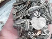 تخمه دورسفید آفتابگردان مشابه چینی خام بار امساله در تهران در گروه خرید و فروش انواع تخمه در یکمیوه -عکس1