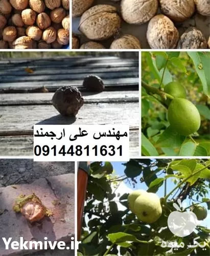 فروش نهال گردو کاغذی در گروه خرید و فروش نهال گردو در یکمیوه -عکس1