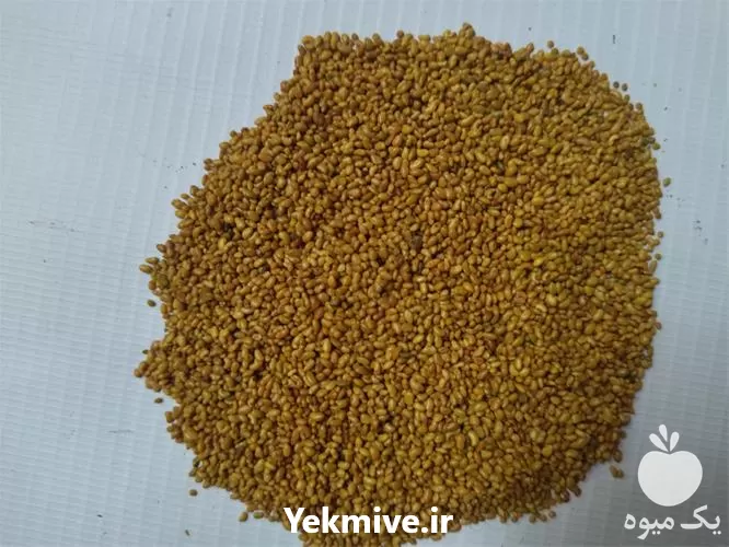خرید و انواع بذر یونجه در گروه خرید و فروش بذر یونجه در یکمیوه -عکس1