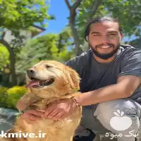 خرید سگ گلدن رتریور خوشگل مهربون در گروه سگ و گربه در یکمیوه