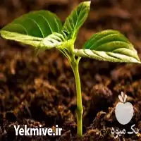 فروش خاک پرلیت بسته بندی در گروه خرید و فروش انواع کود کشاورزی در یکمیوه