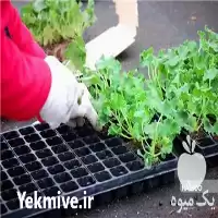 قیمت خرید سینی نشاء در گروه خرید و فروش نشا در یکمیوه