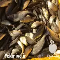 قیمت خرید بچه ماهی کپور در مشهد در گروه خرید و فروش بچه ماهی در یکمیوه