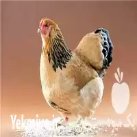 مرغ بومی مرغ تخمگذار مرغ بومی در ارومیه در گروه مرغ و خروس و بوقلمون و اردک قو قاز در یکمیوه