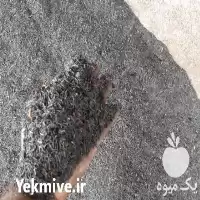 خرید شلتوک برنج پوسته برنج در گروه خرید و فروش محصولات کشاورزی در یکمیوه