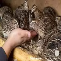 آموزش پرورش بلدرچین در تهران در گروه دوره آموزش کشاورزی در یکمیوه