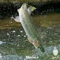 آموزش پرورش ماهی قزل آلا در گروه دوره آموزش کشاورزی در یکمیوه