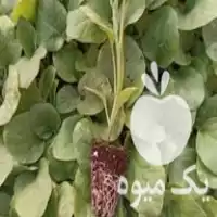 خرید نشا بادمجان گالین اف یک در مرودشت در گروه خرید و فروش نشا در یکمیوه