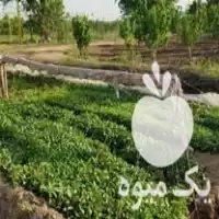 قیمت خرید نشا عالی بادمجان در قزوین در گروه خرید و فروش نشا در یکمیوه